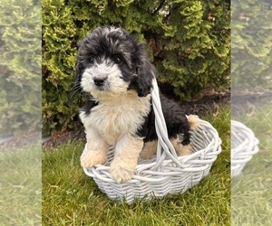 Poo-Ton Puppy for sale in MIDDLEBURY, IN, USA