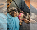 Small #1 Dachshund