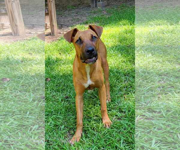 Medium Photo #1 Black Mouth Cur-Boxer Mix Puppy For Sale in Greenville, SC, USA