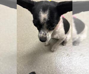 Chihuahua-Unknown Mix Dogs for adoption in Las Vegas, NV, USA