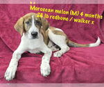 Small #3 Redbone Coonhound-Treeing Walker Coonhound Mix