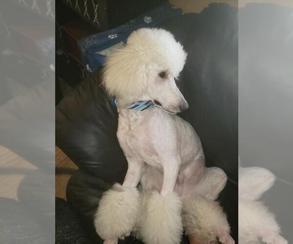 Medium Photo #1 Poodle (Standard) Puppy For Sale in SPRING HILL, FL, USA