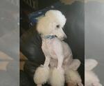 Small Photo #1 Poodle (Standard) Puppy For Sale in SPRING HILL, FL, USA