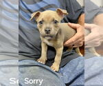 Small #1 Mutt
