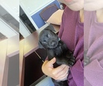 Small Photo #14 Australian Cattle Dog-Labrador Retriever Mix Puppy For Sale in SEMINOLE, AL, USA