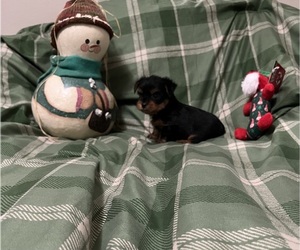 Poodle (Toy)-Yorkshire Terrier Mix Puppy for sale in BENSON, NC, USA