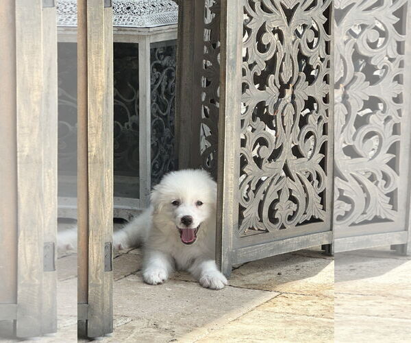 Medium Photo #2 Great Pyrenees Puppy For Sale in Spring, TX, USA