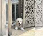 Small #1 Great Pyrenees
