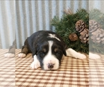 Small Photo #5 Border Collie Puppy For Sale in NEW YORK MILLS, MN, USA