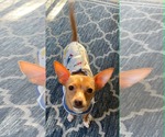 Small #4 Chihuahua