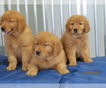 Small Golden Retriever