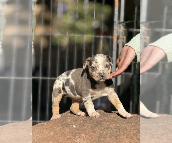 Medium Photo #6 Catahoula Leopard Dog Puppy For Sale in BUSHNELL, IL, USA