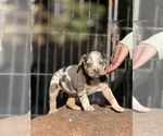 Small #5 Catahoula Leopard Dog