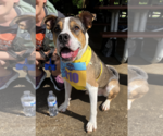 Small #1 Catahoula Leopard Dog Mix
