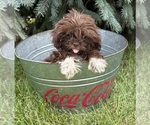Small #3 Shih Tzu