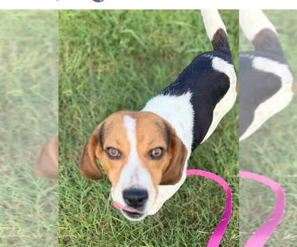 Medium Photo #2 Beagle-Unknown Mix Puppy For Sale in Oakhurst, NJ, USA