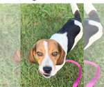 Small #1 Beagle Mix
