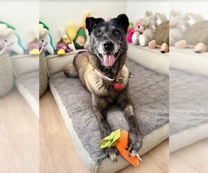 August - Female Mutt Dog for Adoption - Photo #10