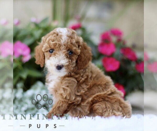 Medium Photo #5 Poodle (Toy) Puppy For Sale in BIRD IN HAND, PA, USA