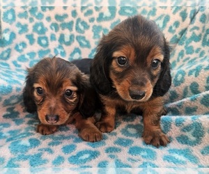 Chiweenie Puppy for sale in WALSH, IL, USA
