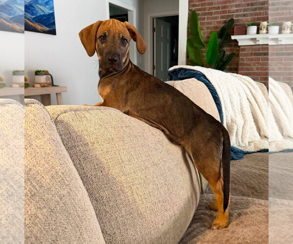 Medium Photo #1 Mutt Puppy For Sale in Greenville, SC, USA