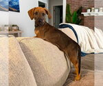 Small #1 Mutt