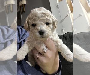 Cockapoo Puppy for sale in LOWELL, MA, USA