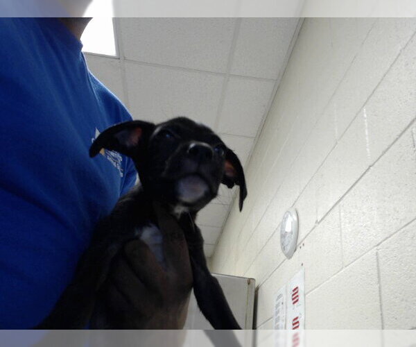 Medium Photo #1 Mutt Puppy For Sale in Fayetteville, NC, USA