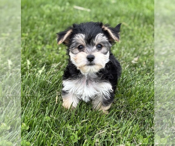Medium Photo #5 Morkie Puppy For Sale in ROCK STREAM, NY, USA