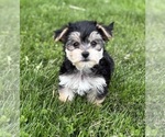 Small #4 Morkie