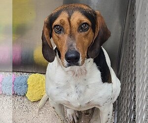 Coonhound Dogs for adoption in Martinsburg, WV, USA