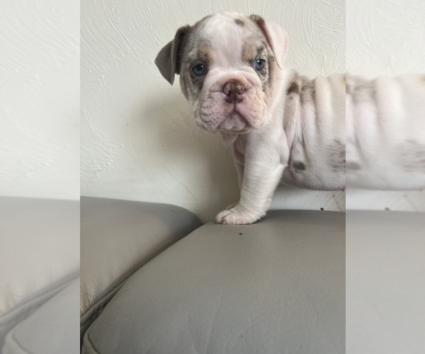 Medium Photo #4 English Bulldog Puppy For Sale in CLEVELAND, NC, USA
