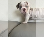 Small #3 English Bulldog