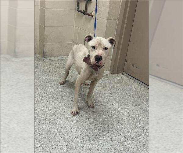 Medium Photo #1 American Pit Bull Terrier-Unknown Mix Puppy For Sale in Conroe, TX, USA