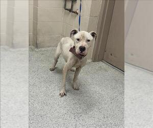 American Pit Bull Terrier-Unknown Mix Dogs for adoption in Conroe, TX, USA