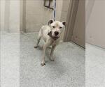 Small American Pit Bull Terrier Mix