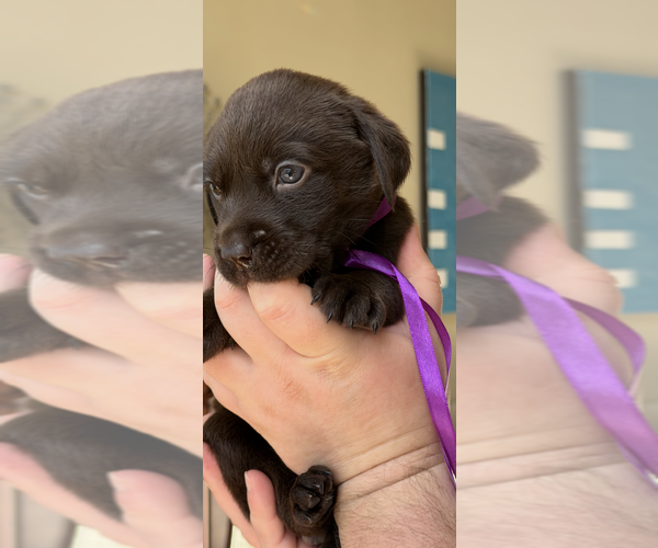 Medium Photo #3 Labrador Retriever Puppy For Sale in SIMI VALLEY, CA, USA