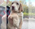 Small Photo #2 Labrador Retriever Puppy For Sale in TAMPA, FL, USA