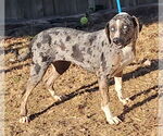 Small #6 Catahoula Leopard Dog Mix