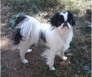 Father of the Japanese Chin puppies born on 12/02/2025