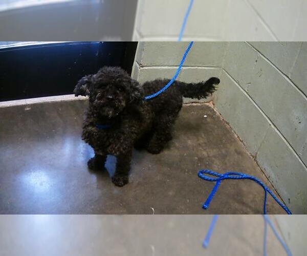 Medium Photo #1 Poodle (Miniature) Puppy For Sale in Tulsa, OK, USA