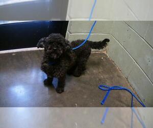 Poodle (Miniature) Dogs for adoption in Tulsa, OK, USA