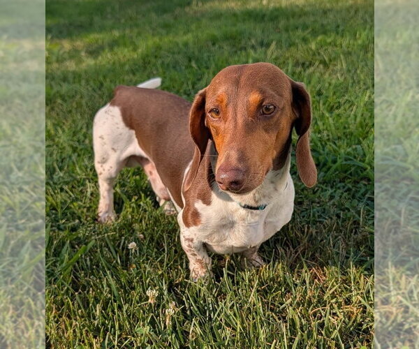 Medium Photo #7 Dachshund Puppy For Sale in Shelbyville, TN, USA