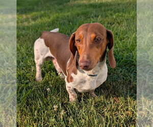 Spurgeon in LA - Male Dachshund Dog for Adoption - Photo #7