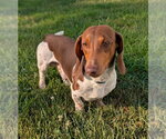 Small #6 Dachshund