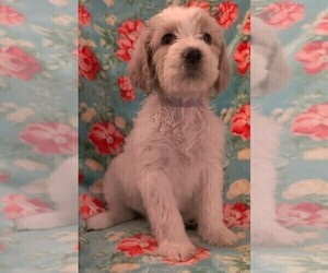 Goldendoodle Puppy for sale in FARMINGTON, NY, USA