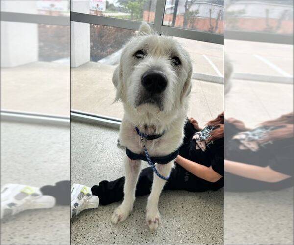 Medium Photo #3 Great Pyrenees-Unknown Mix Puppy For Sale in Houston, TX, USA