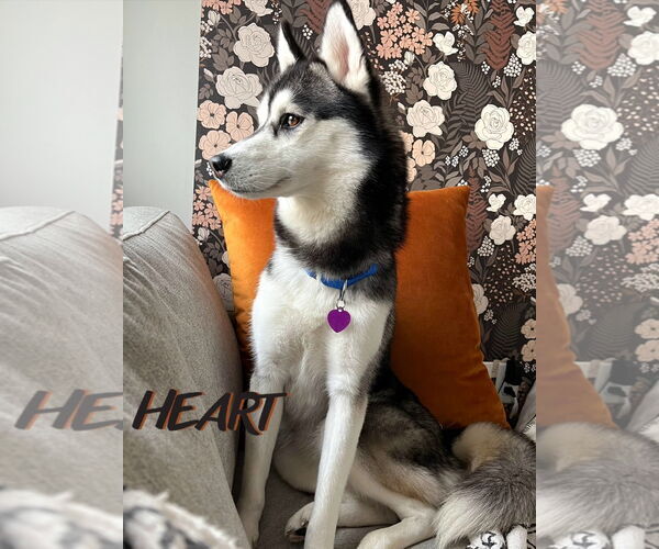 Medium Photo #3 Siberian Husky Puppy For Sale in Severn, MD, USA