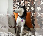 Small #2 Siberian Husky