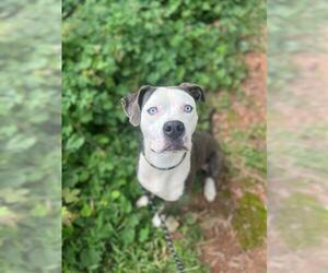 American Pit Bull Terrier Dogs for adoption in Charlotte, NC, USA